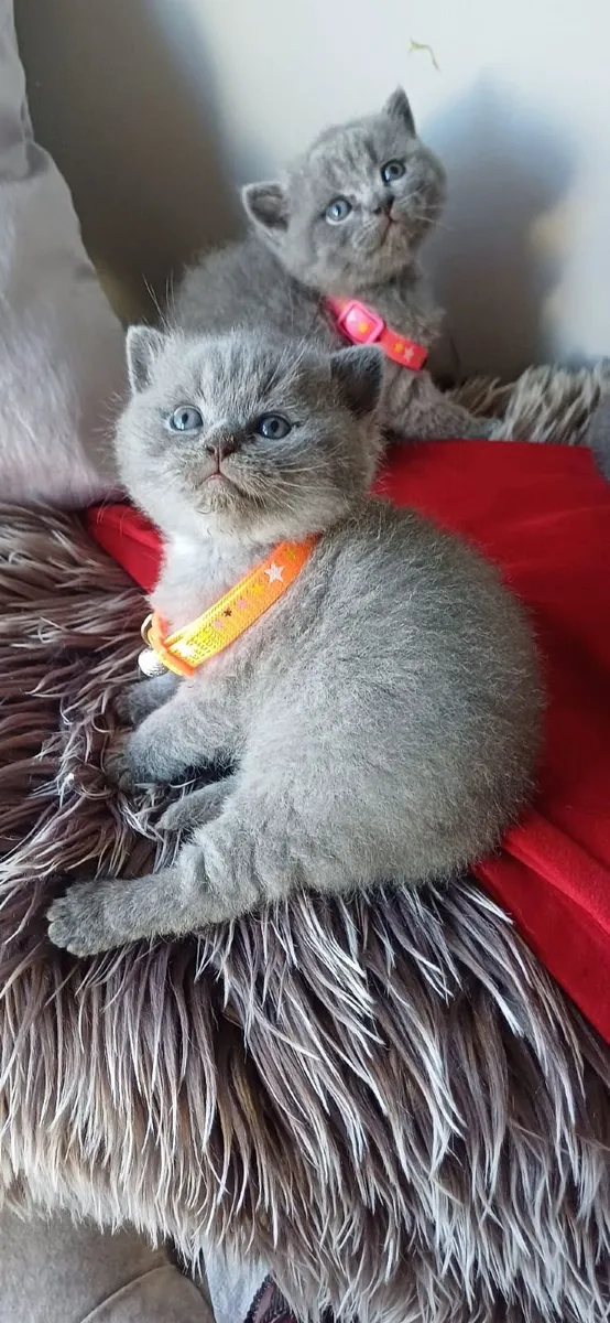 Amazing Purebred British Shorthair kittens - Image 1