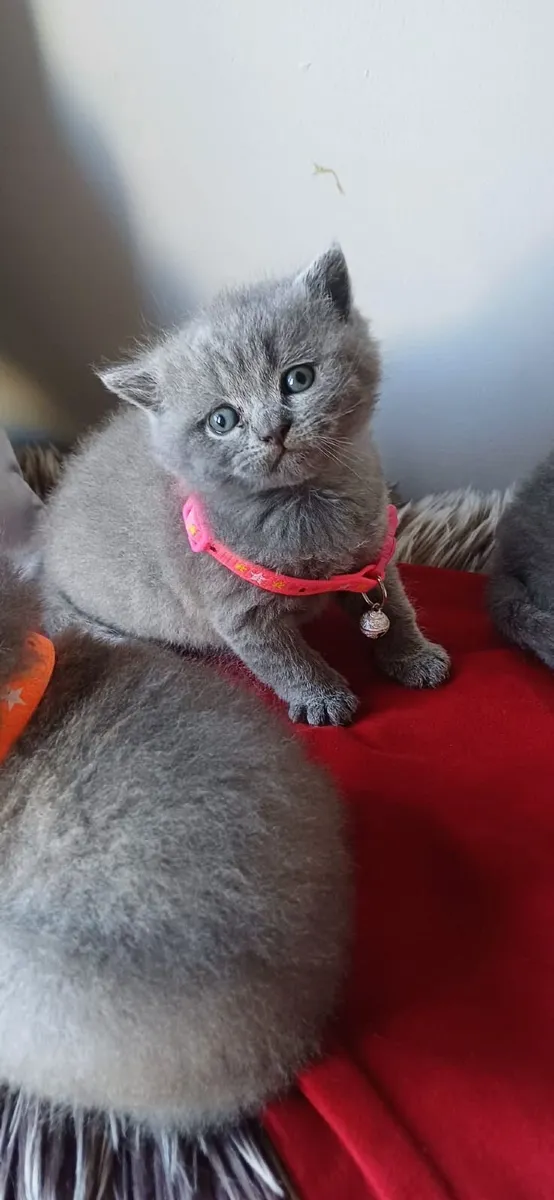 Amazing Purebred British Shorthair kittens - Image 4