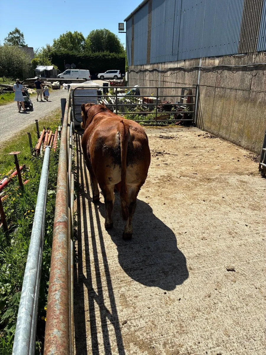 Limousine Bulls - Image 2