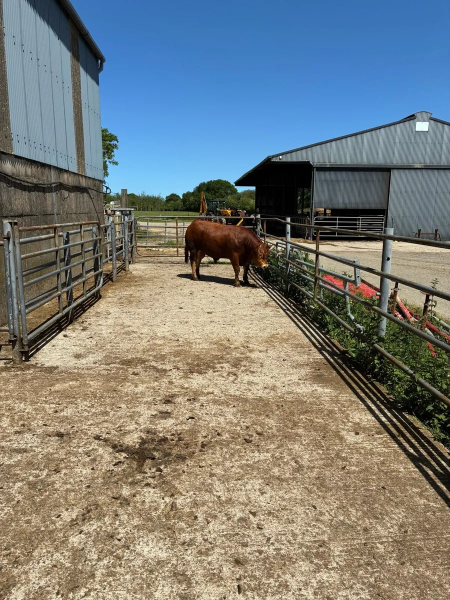 Limousine Bulls - Image 3