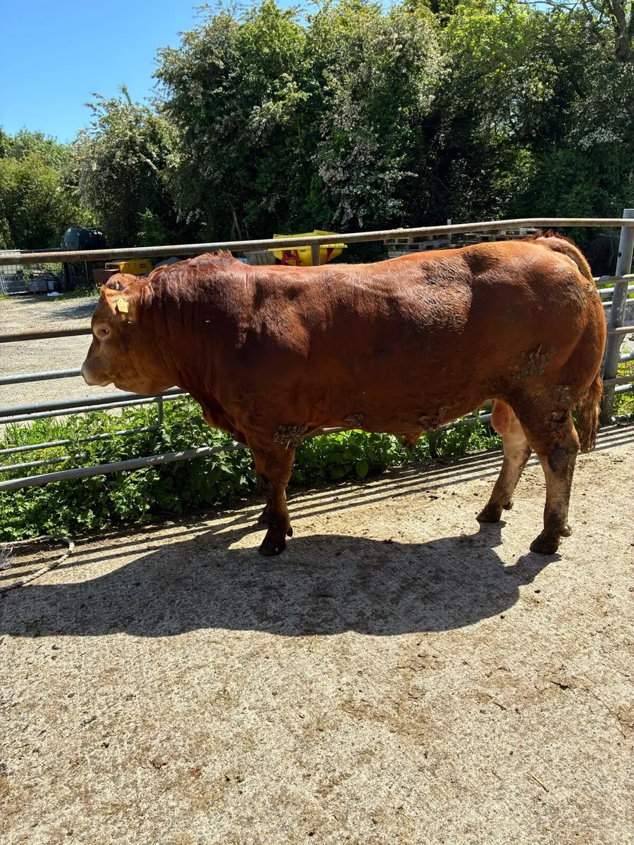 Limousine Bulls - Image 4