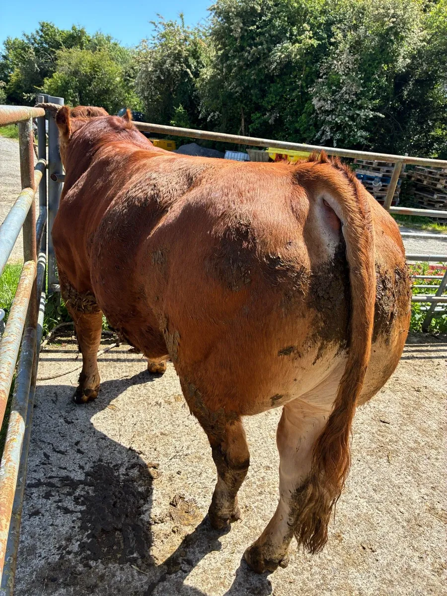 Limousine Bulls - Image 1