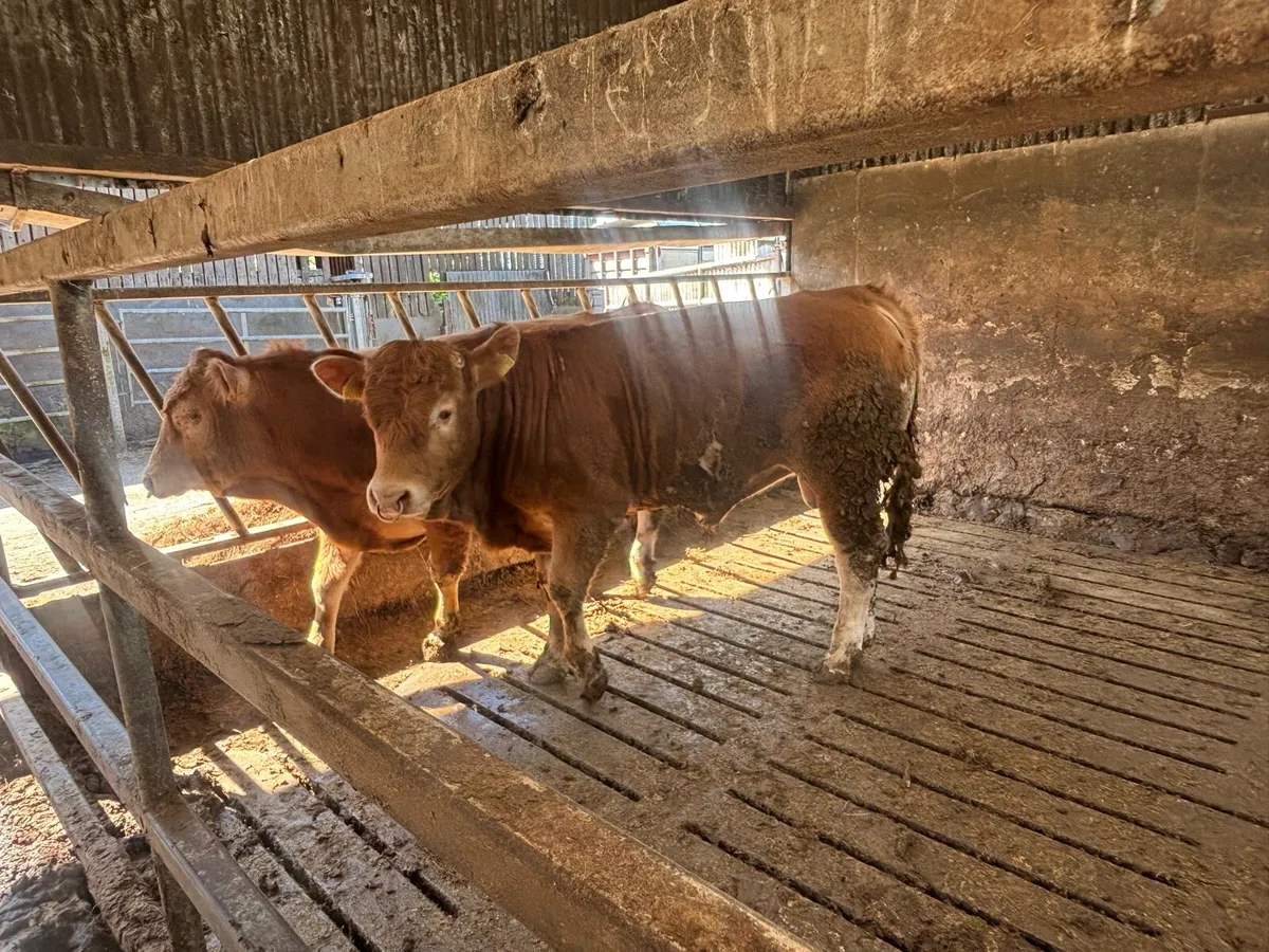 2 limousine bulls - Image 2