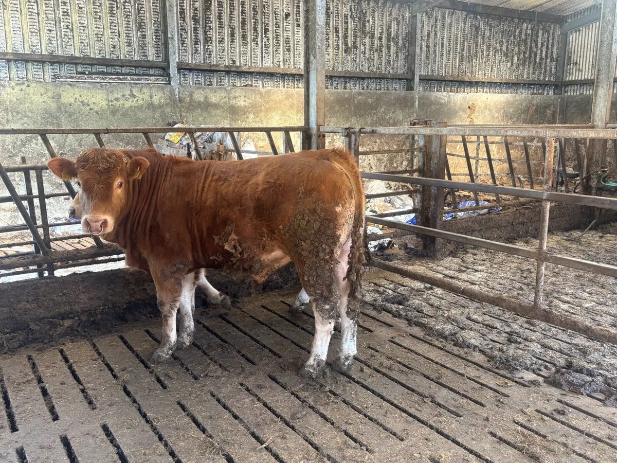 2 limousine bulls - Image 3