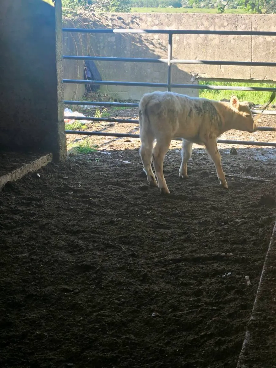 Calf - Image 1