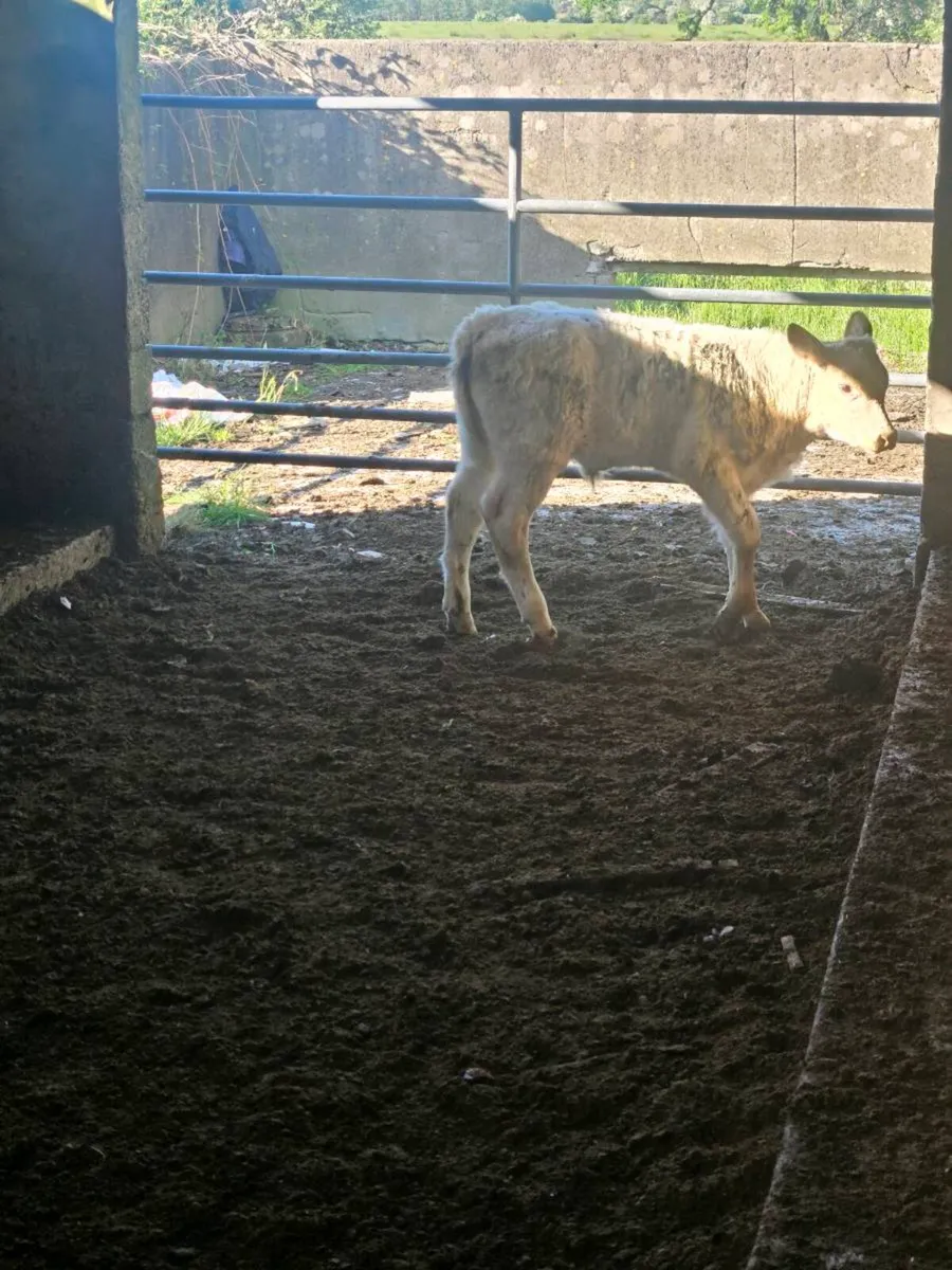 Calf - Image 2
