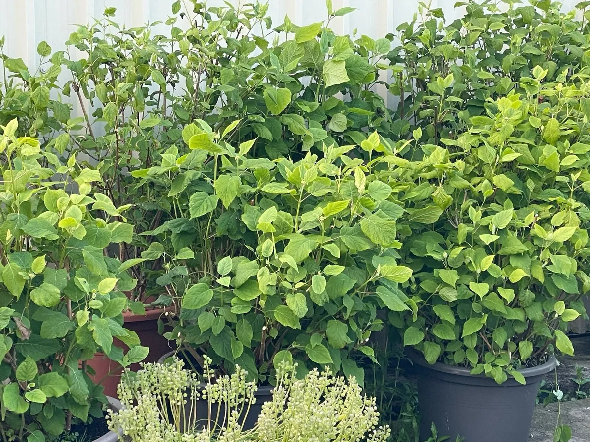 Hydrangeas - Image 1