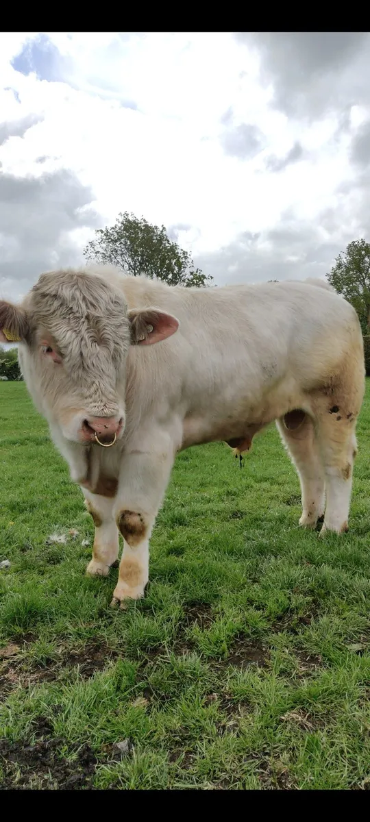 Pedigree Charolais Bull 5 star - Image 2