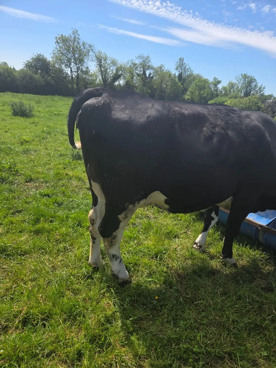 Incalf Heifer High EBI - Image 1