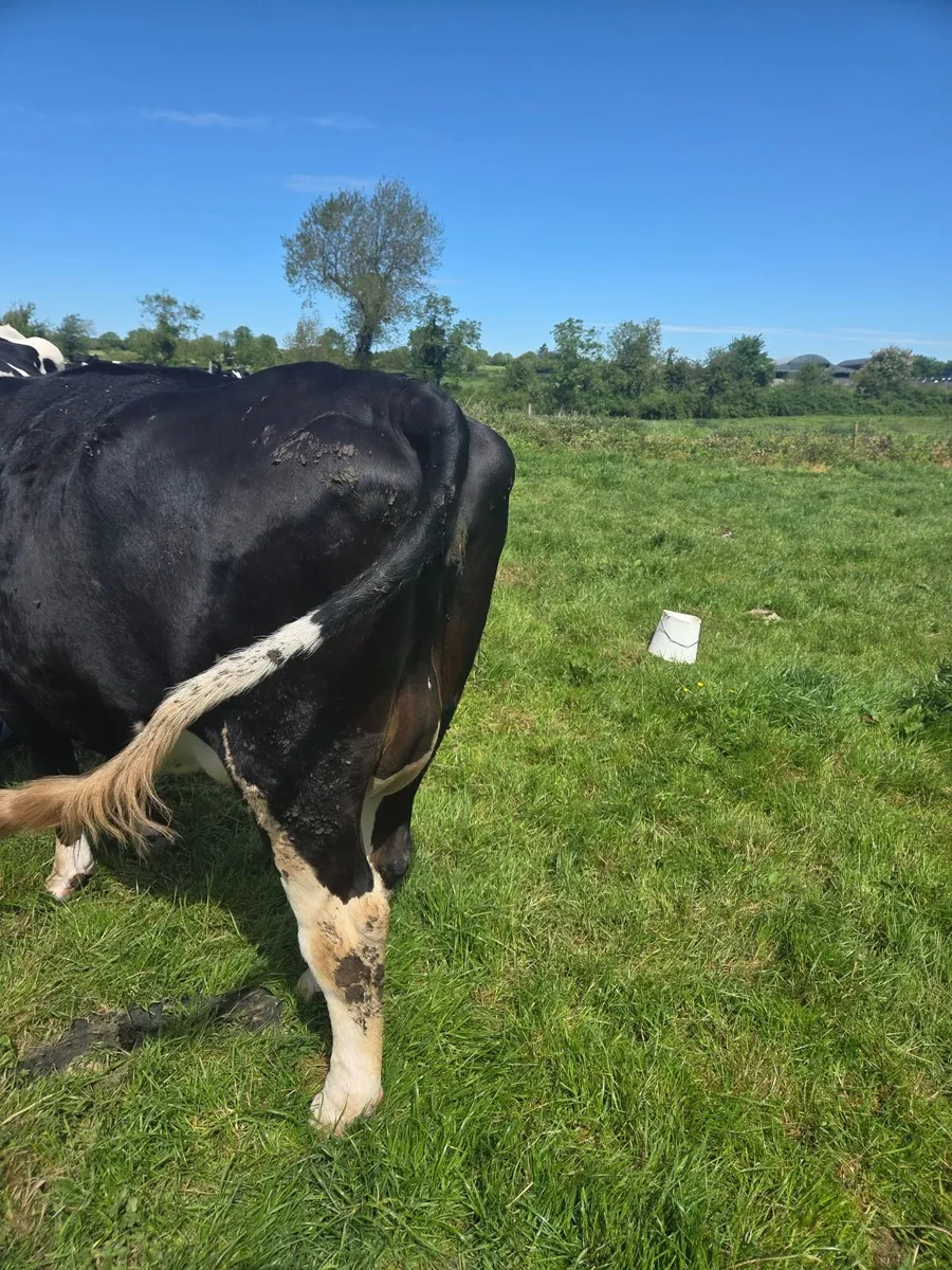Incalf Heifer High EBI - Image 2