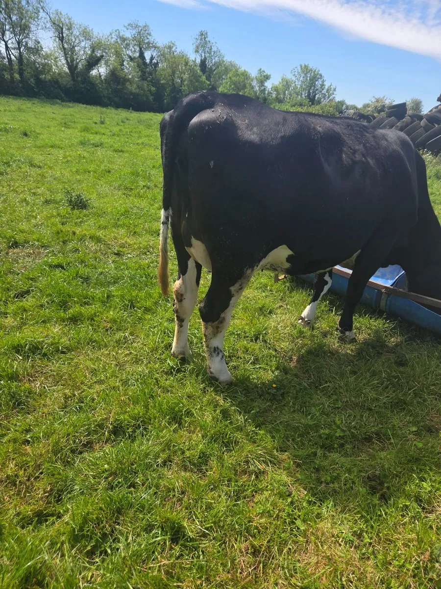 Incalf Heifer High EBI - Image 3