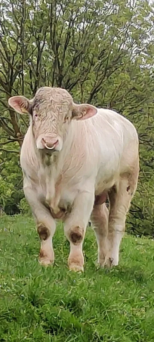 Pedigree Charolais Bull 5 star - Image 1