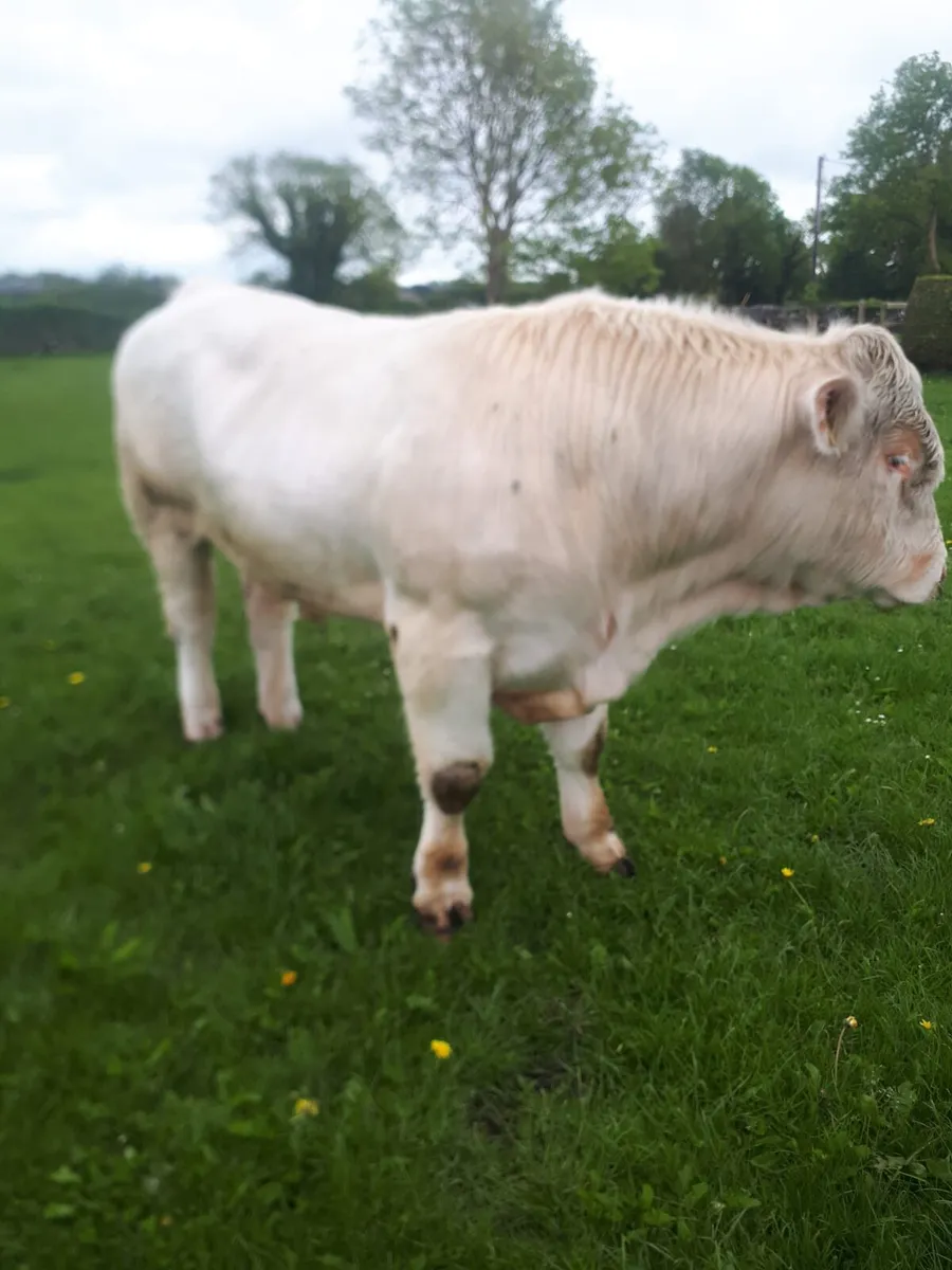 Pedigree Charolais Bull 5 star - Image 3