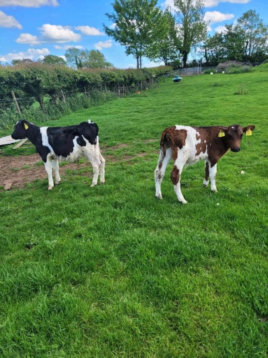 Livestock - Image 4