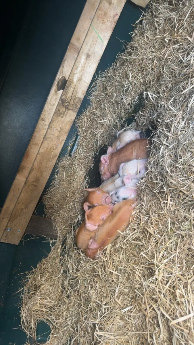 Piglets - Image 1