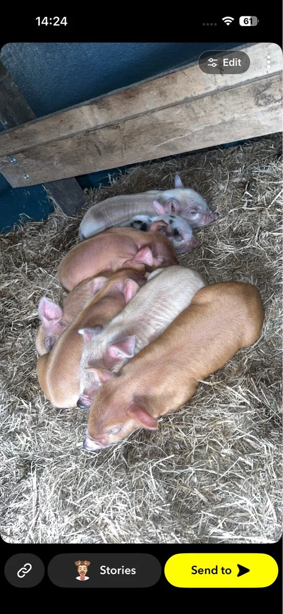 Piglets - Image 2