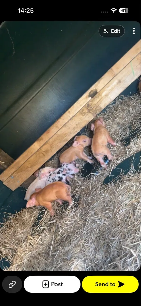 Piglets - Image 3