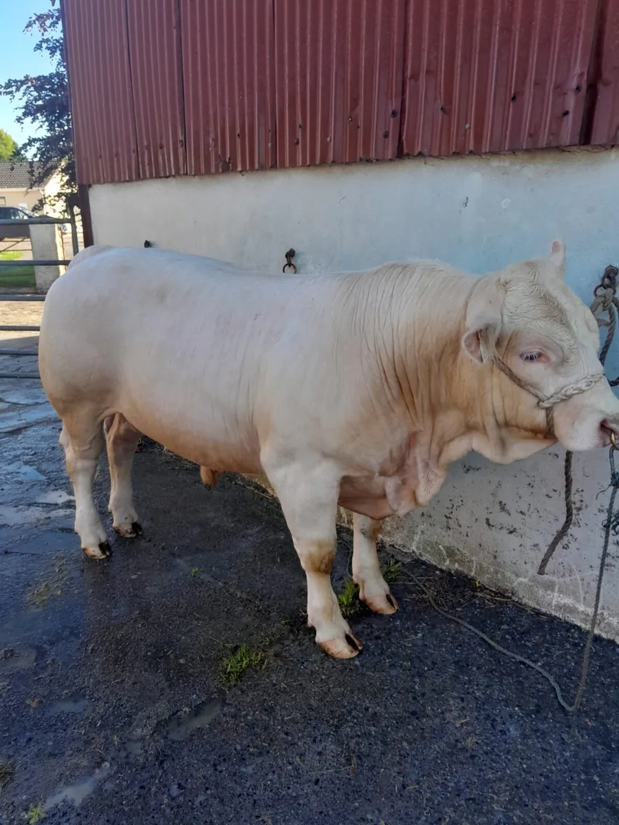14 month PBR Charolais bull - Image 1