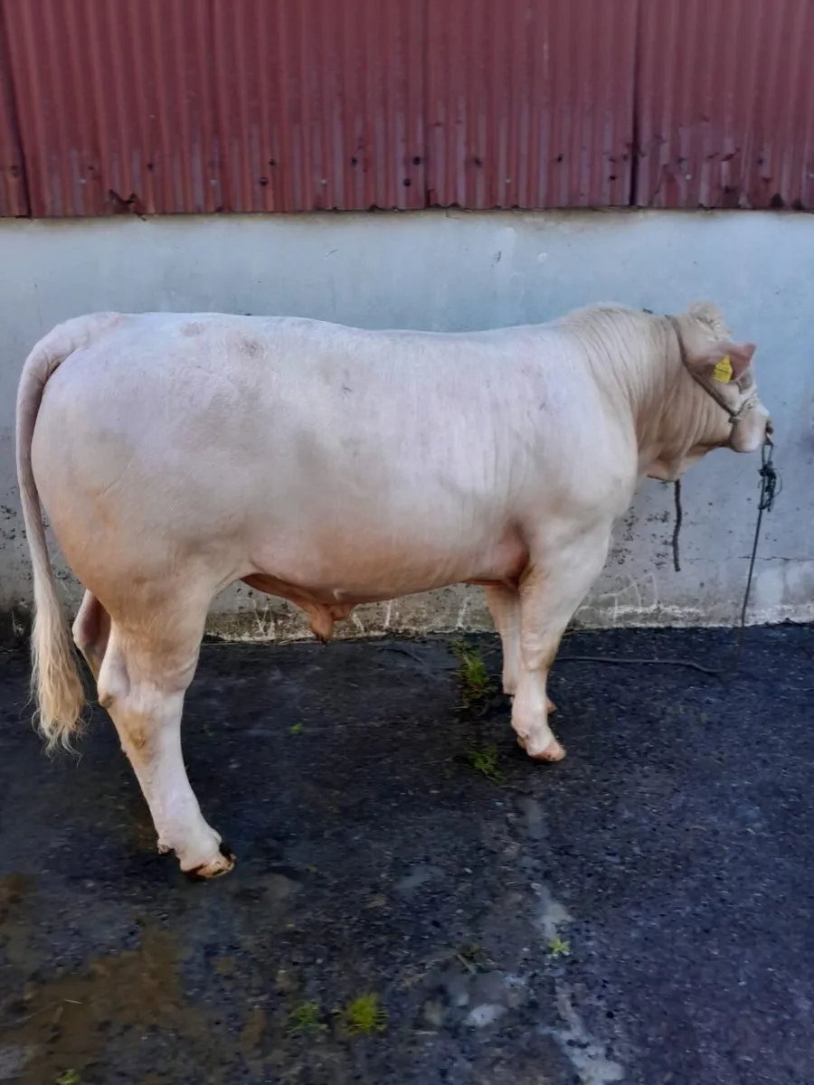 14 month PBR Charolais bull - Image 2