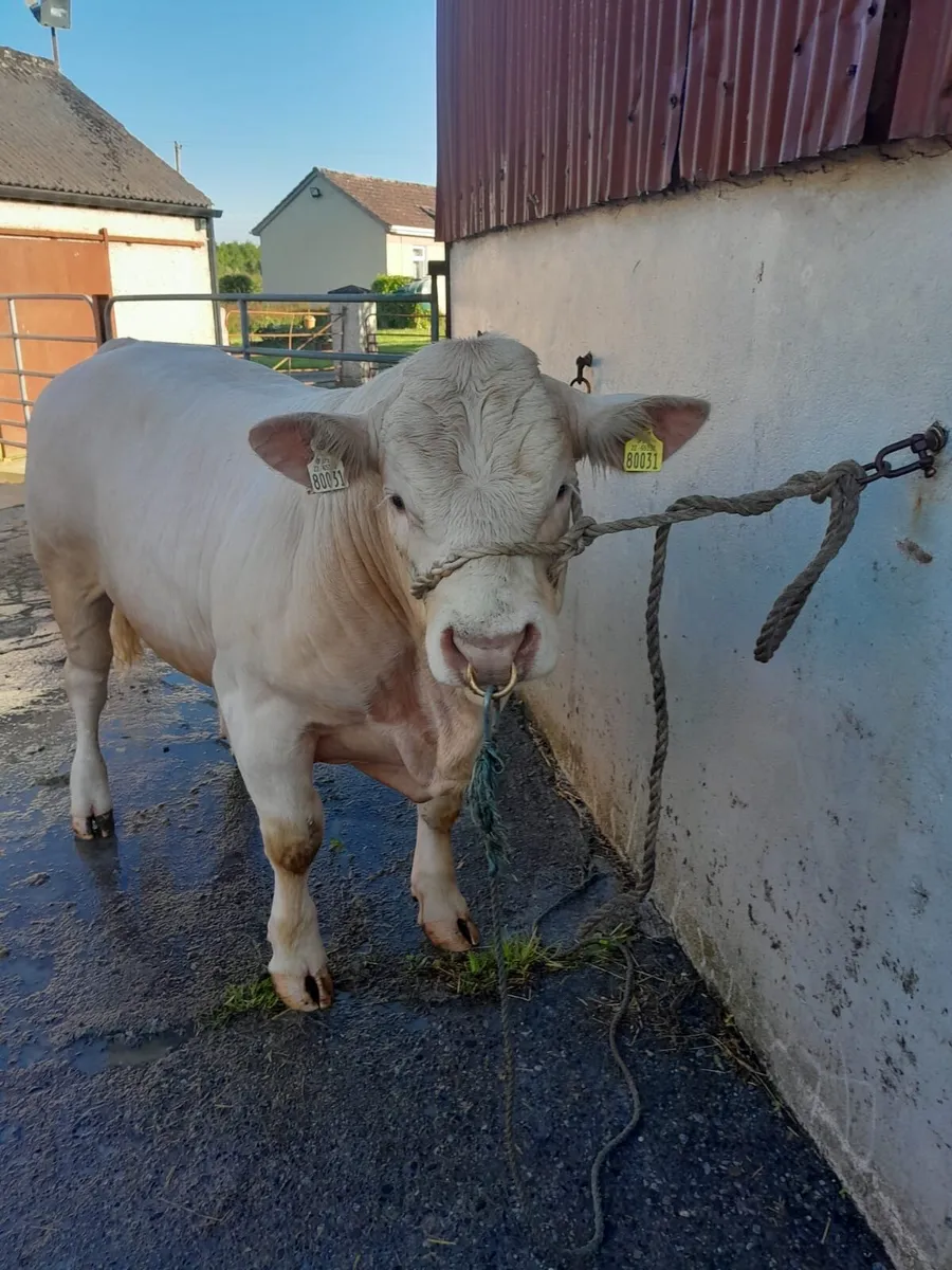 14 month PBR Charolais bull - Image 3
