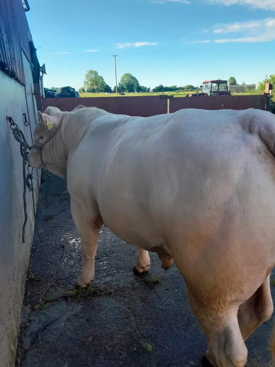 14 month PBR Charolais bull - Image 4