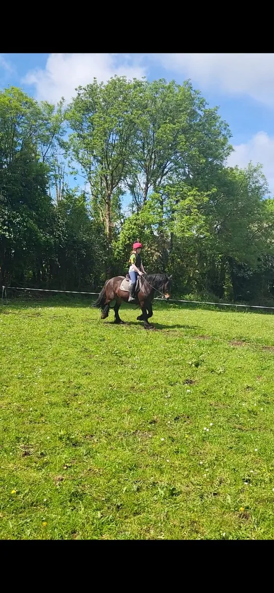 Cob Filly. Rising 4 years old, will make 15 HH. - Image 3