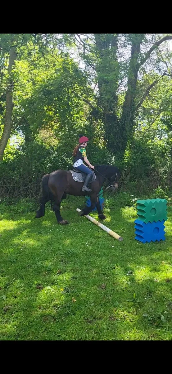 Cob Filly. Rising 4 years old, will make 15 HH. - Image 4