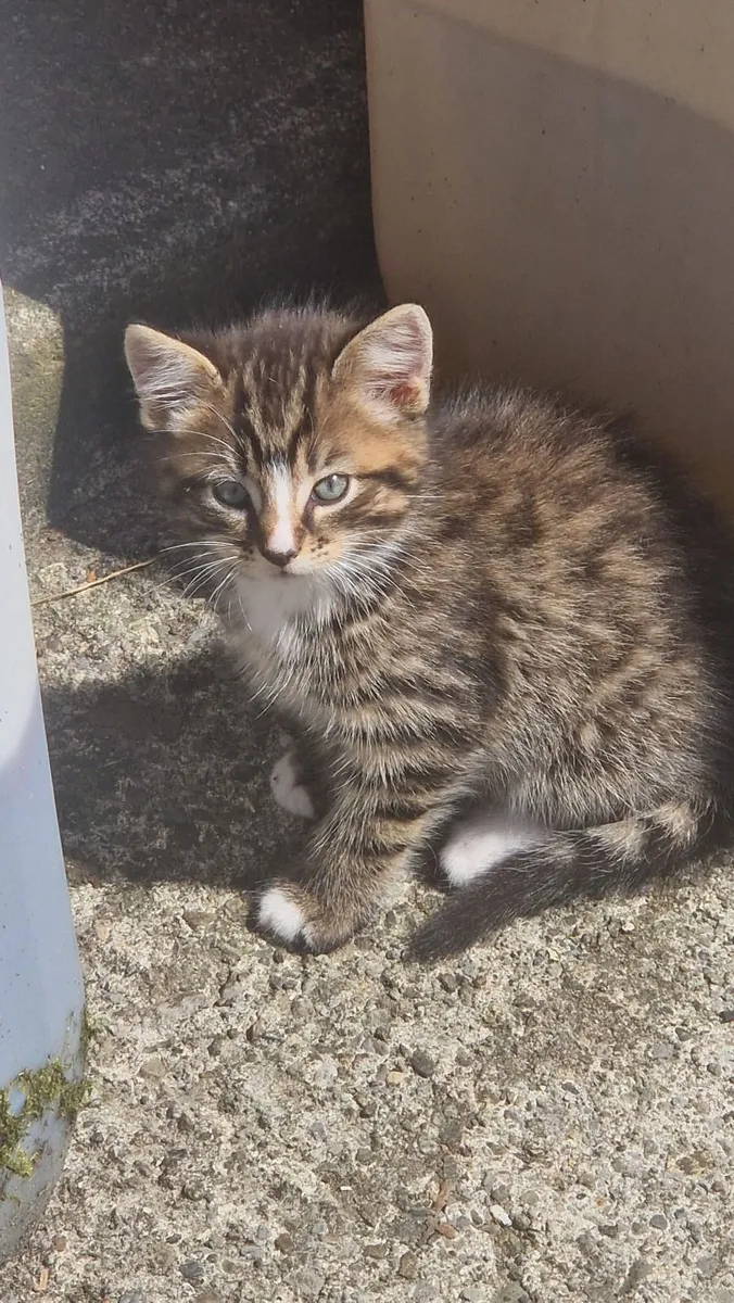 Kittens - Image 1