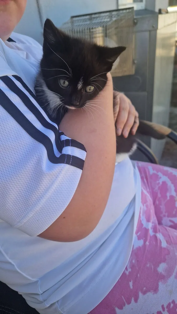 Kittens - Image 3