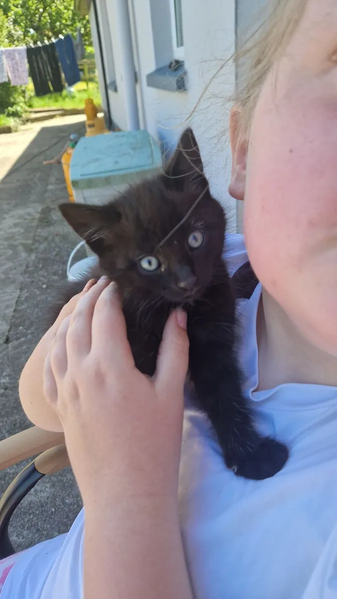 Kittens - Image 4