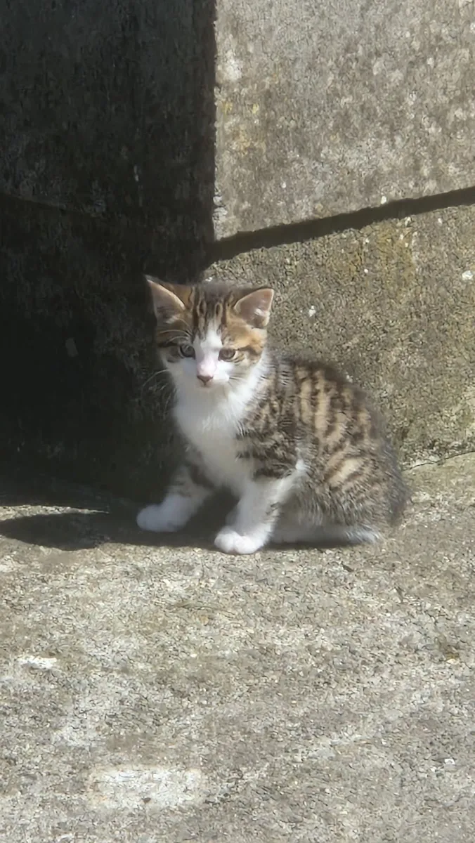 Kittens - Image 2