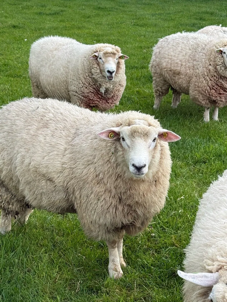 Pedigree Registered Galway Rams SIS Eligable - Image 1
