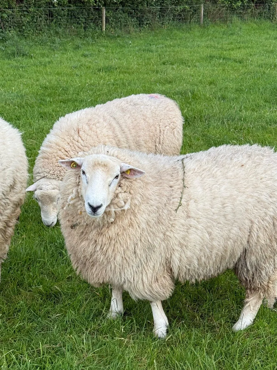 Pedigree Registered Galway Rams SIS Eligable - Image 2