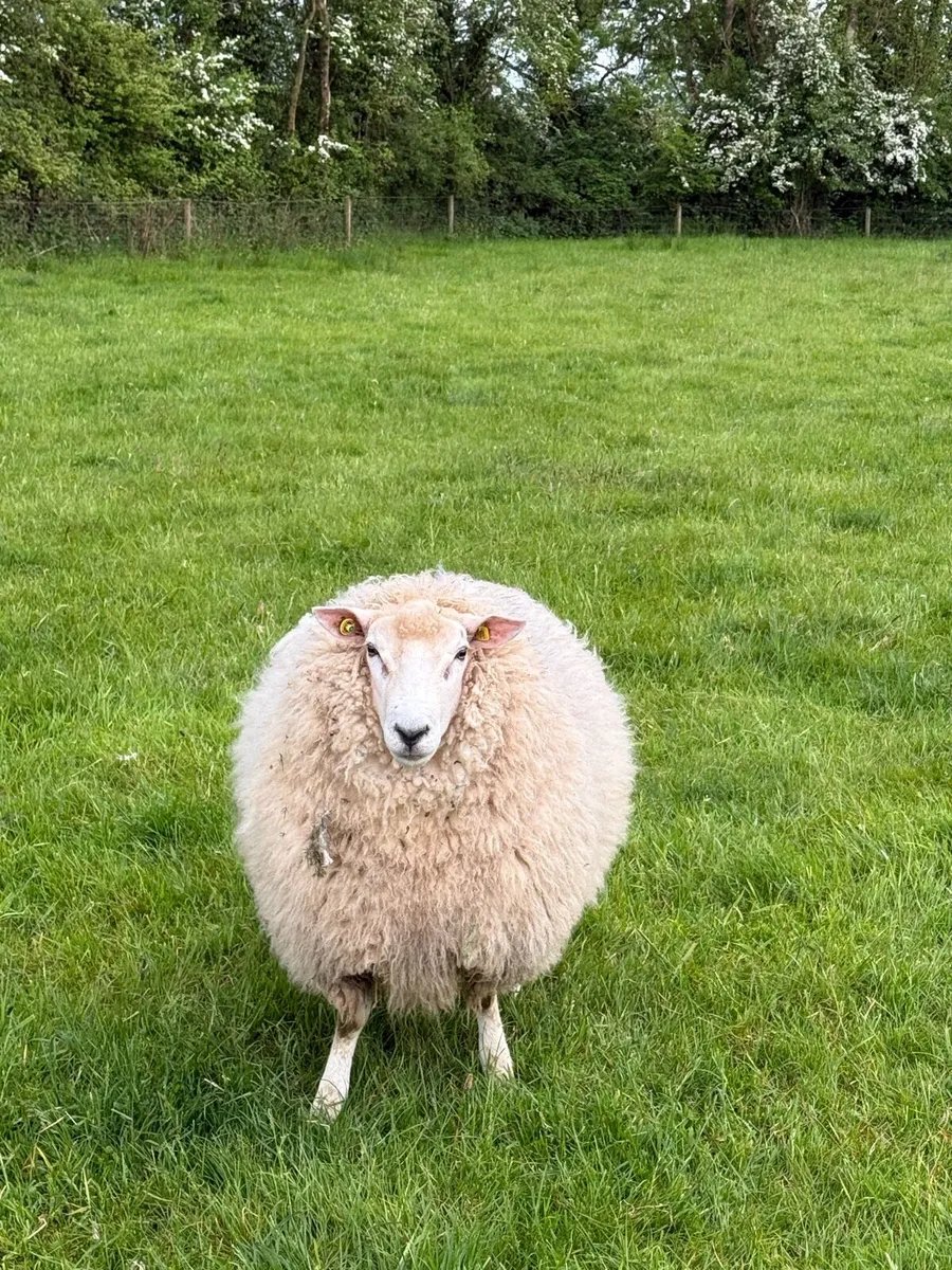 Pedigree Registered Galway Rams SIS Eligable - Image 3