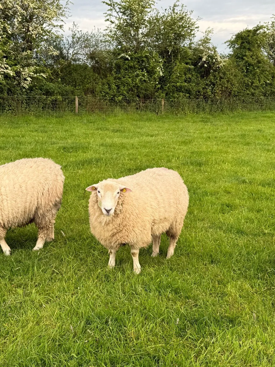 Pedigree Registered Galway Rams SIS Eligable - Image 4