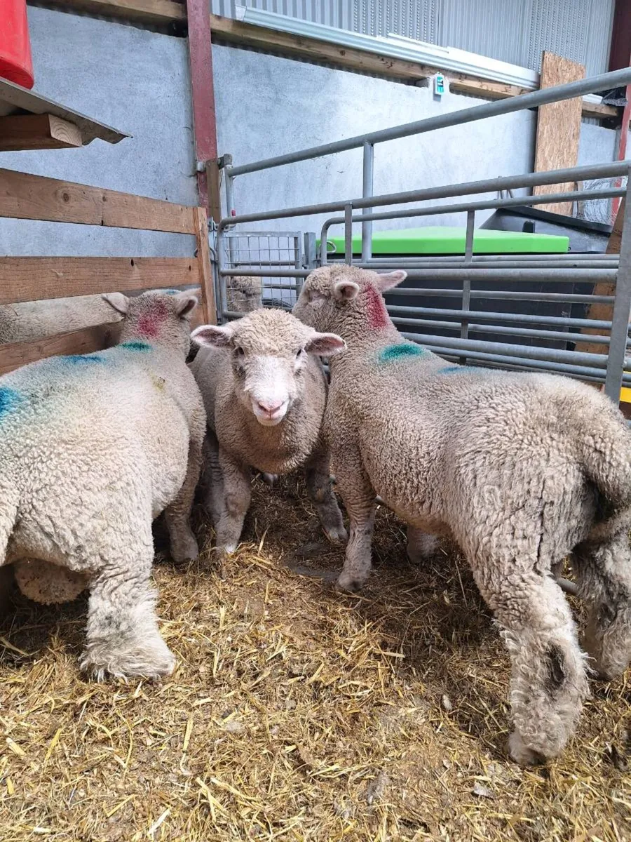 Dorset Ram Lambs - Image 1
