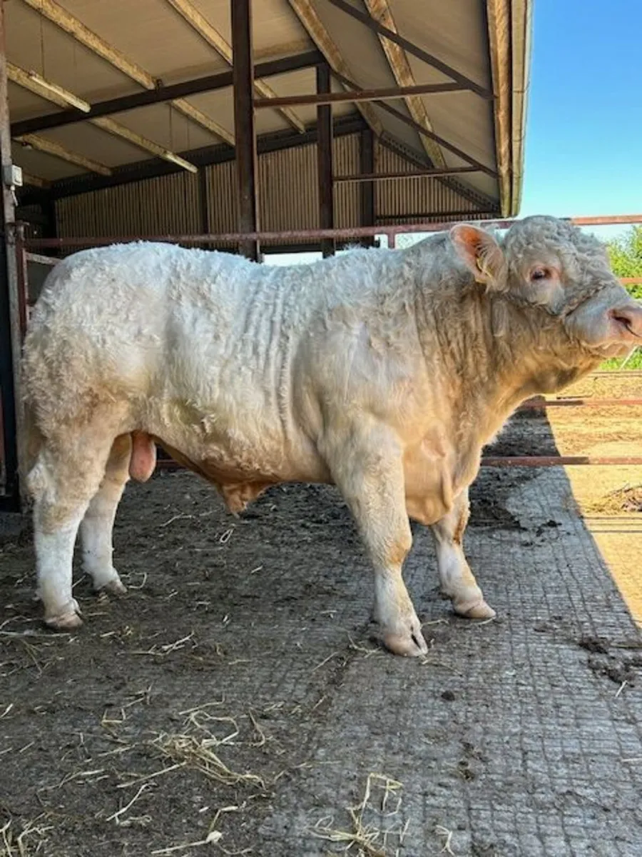 Pedigree Charolais Bull - Image 1
