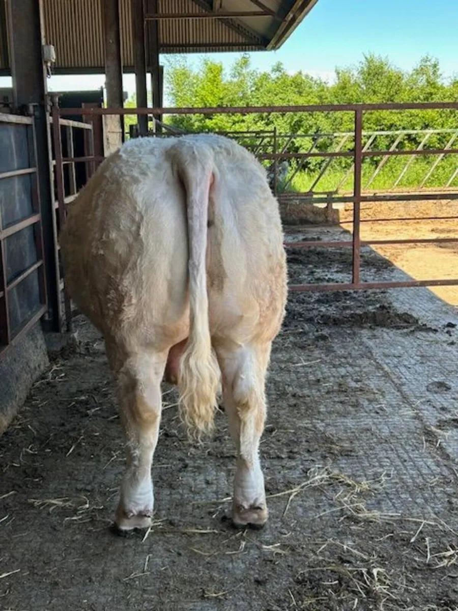 Pedigree Charolais Bull - Image 2