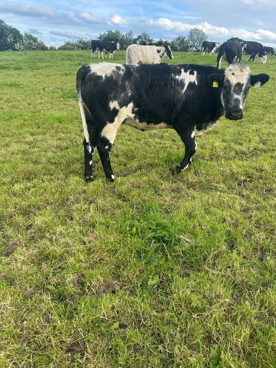 Heifers - Image 2