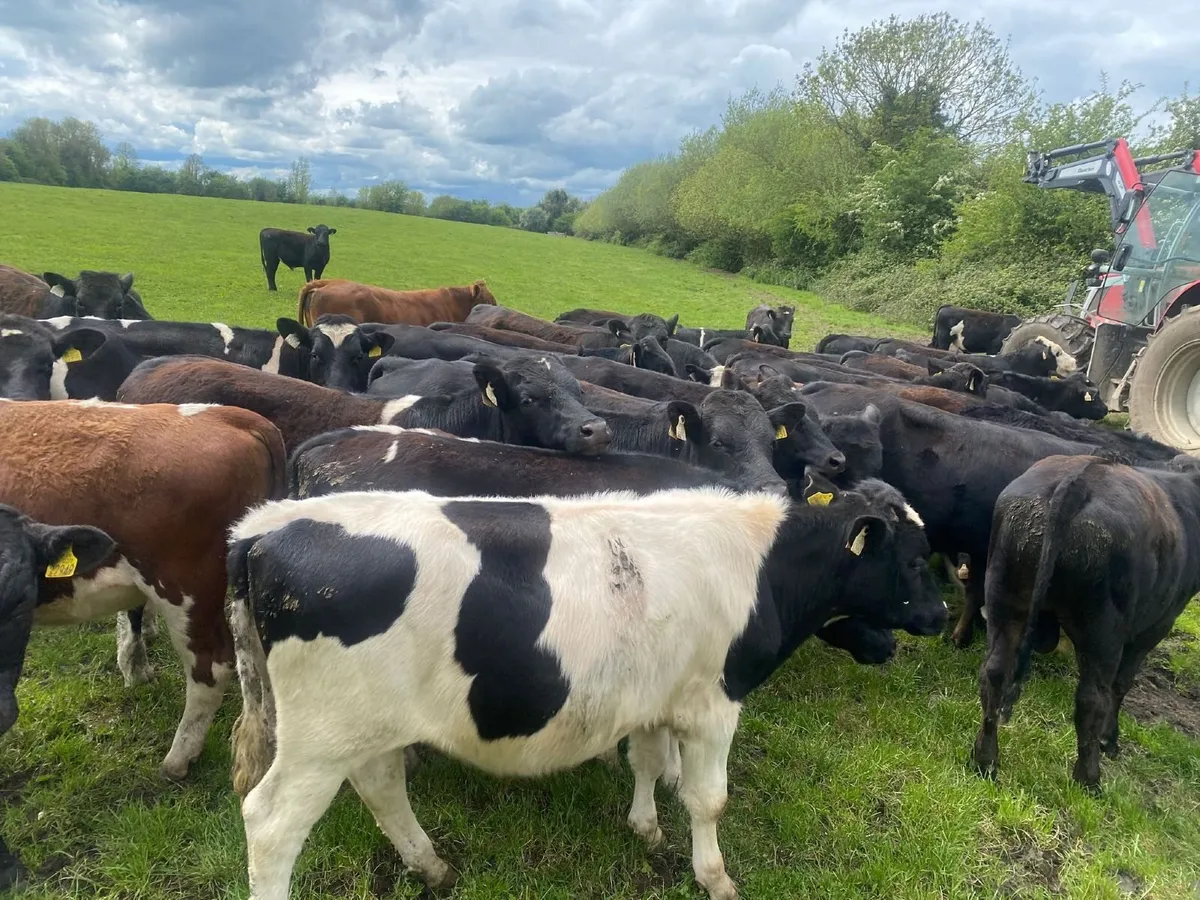 Bullocks - Image 1