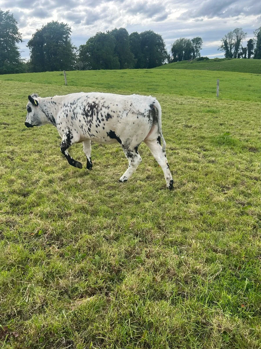 Heifers - Image 1