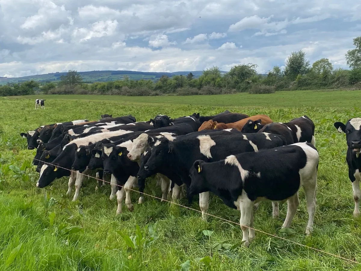 Bullocks - Image 2