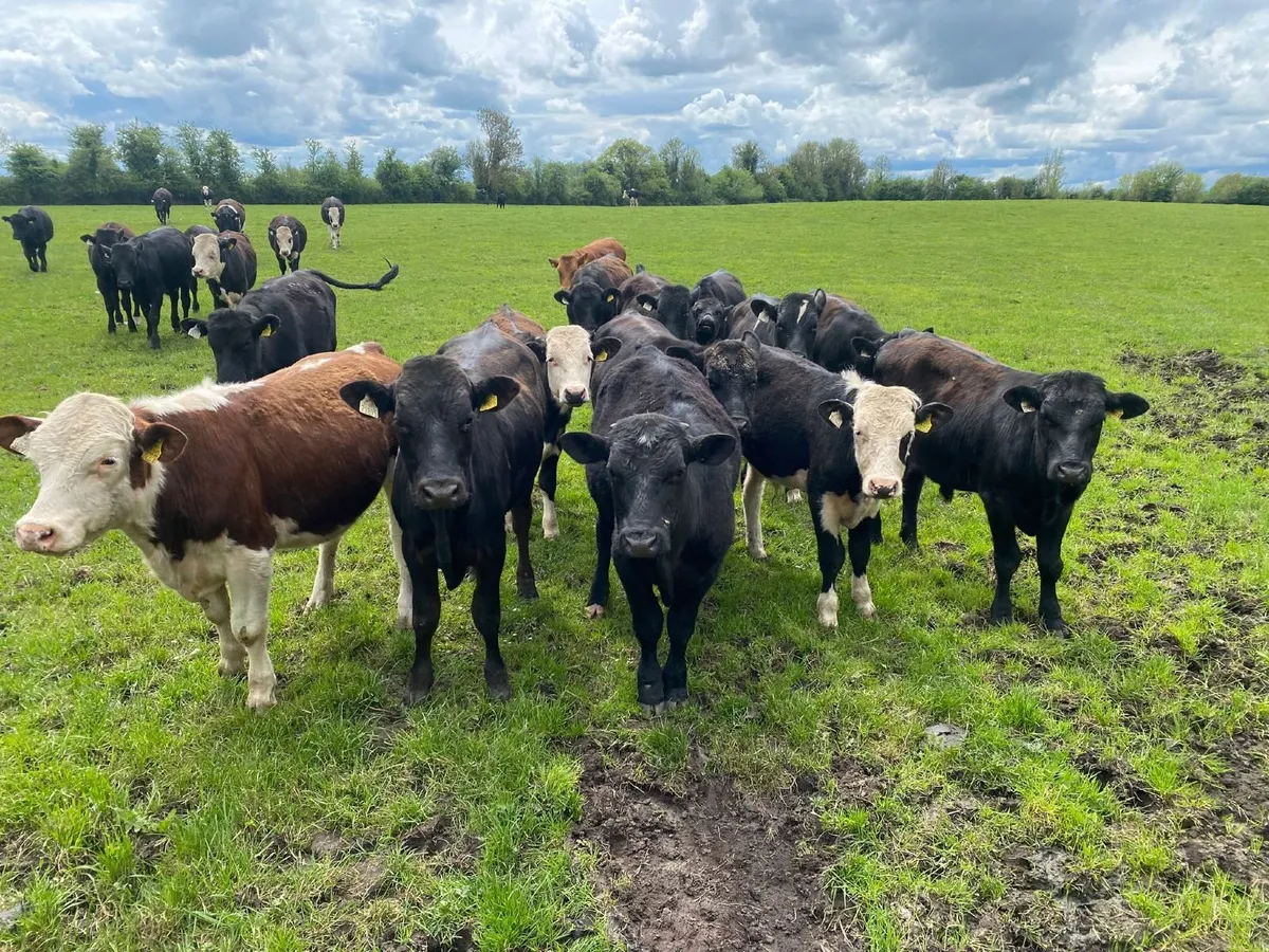 Bullocks - Image 3