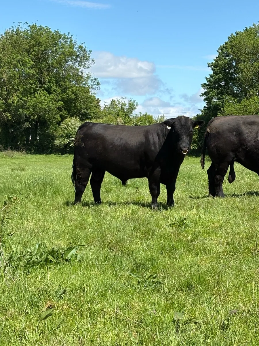 Pedigree Angus Bull – ⭐ ⭐ ⭐ ⭐ ⭐ - Image 2