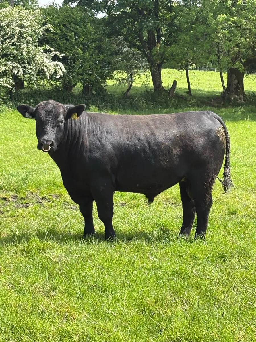 Pedigree Angus Bull – ⭐ ⭐ ⭐ ⭐ ⭐ - Image 3