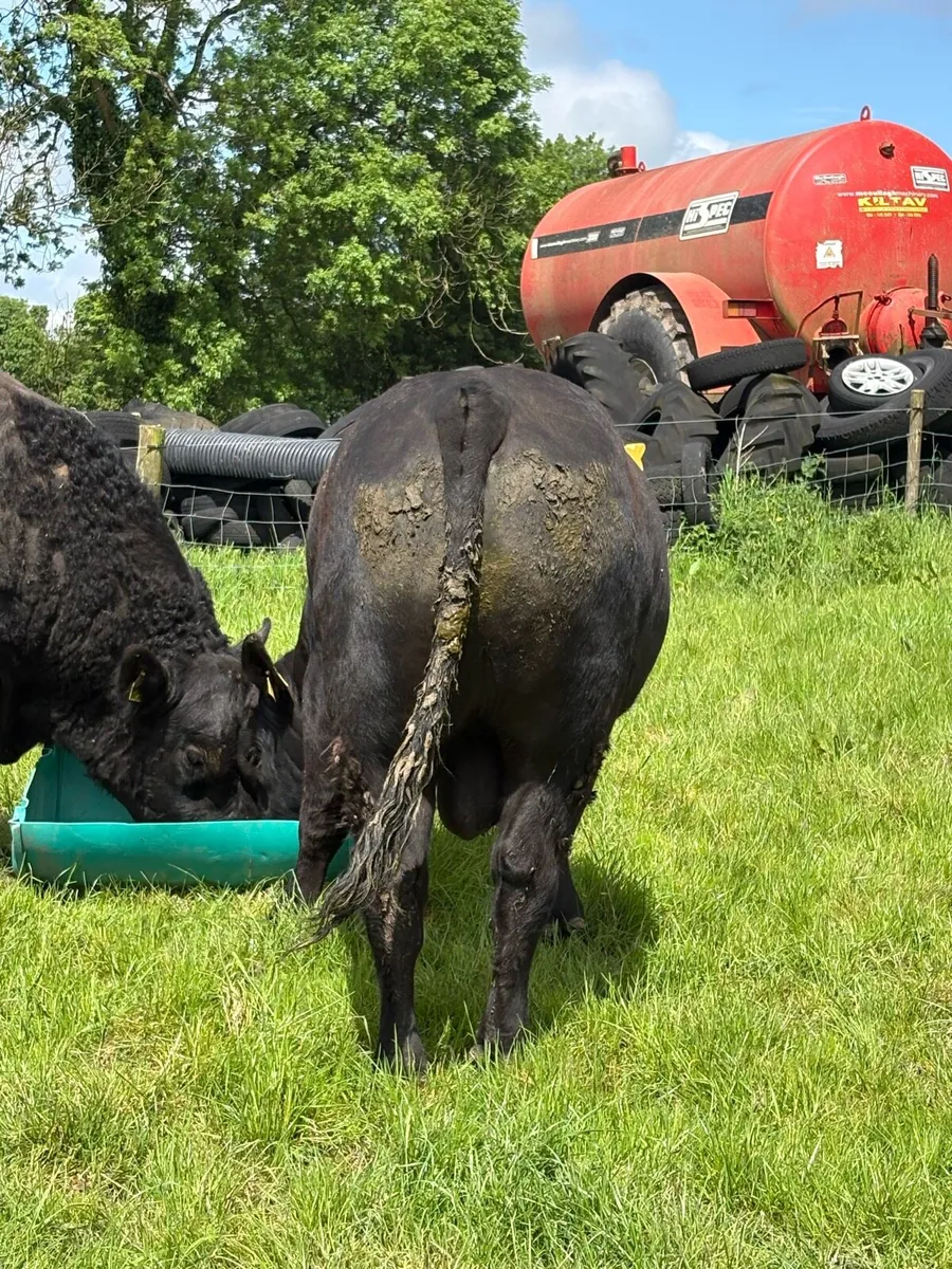 Pedigree Angus Bull – ⭐ ⭐ ⭐ ⭐ ⭐ - Image 4