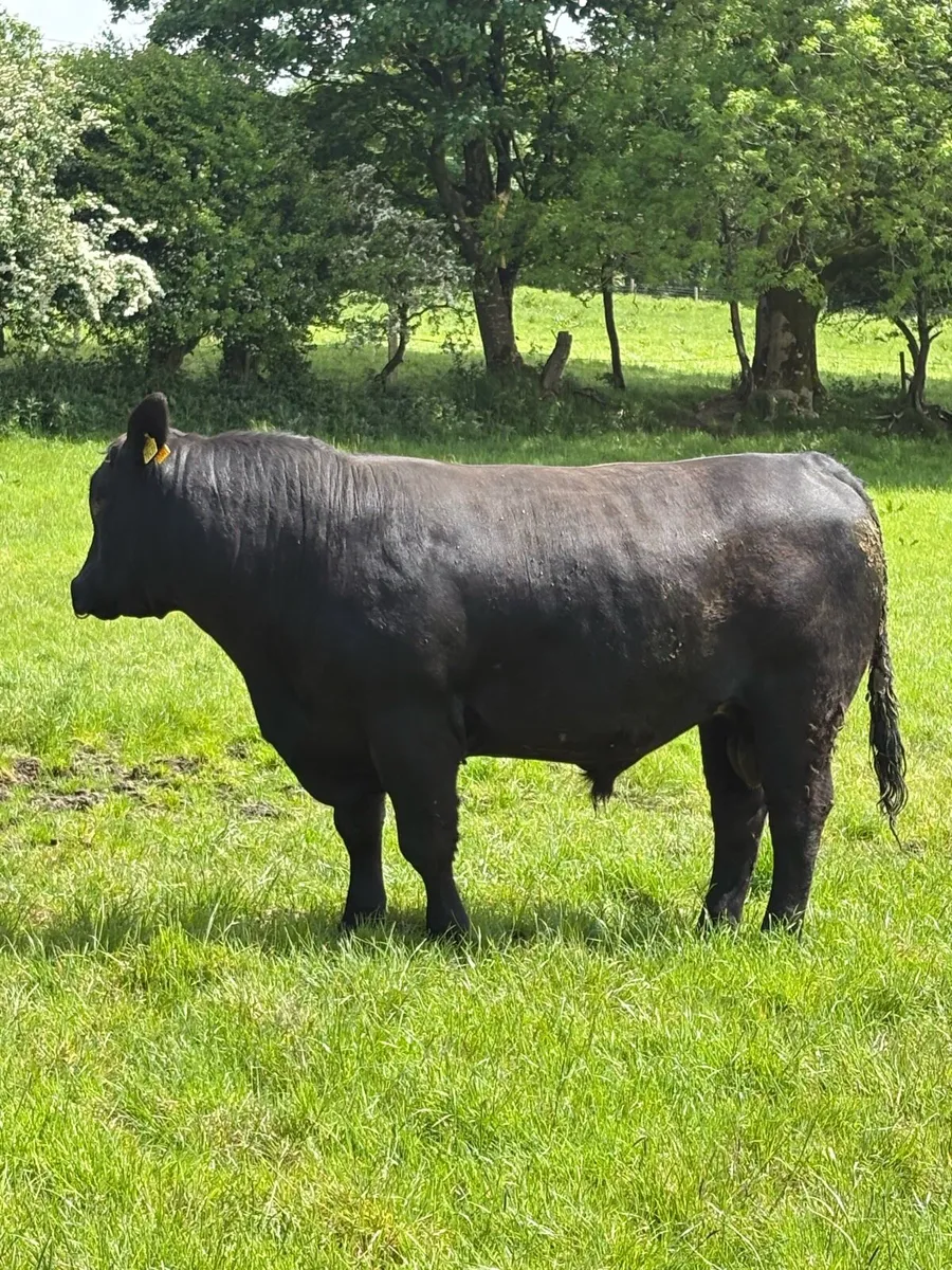 Pedigree Angus Bull – ⭐ ⭐ ⭐ ⭐ ⭐ - Image 1
