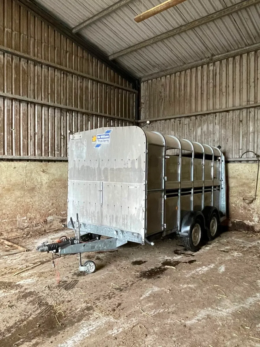 ifor Williams cattle Trailler - Image 2