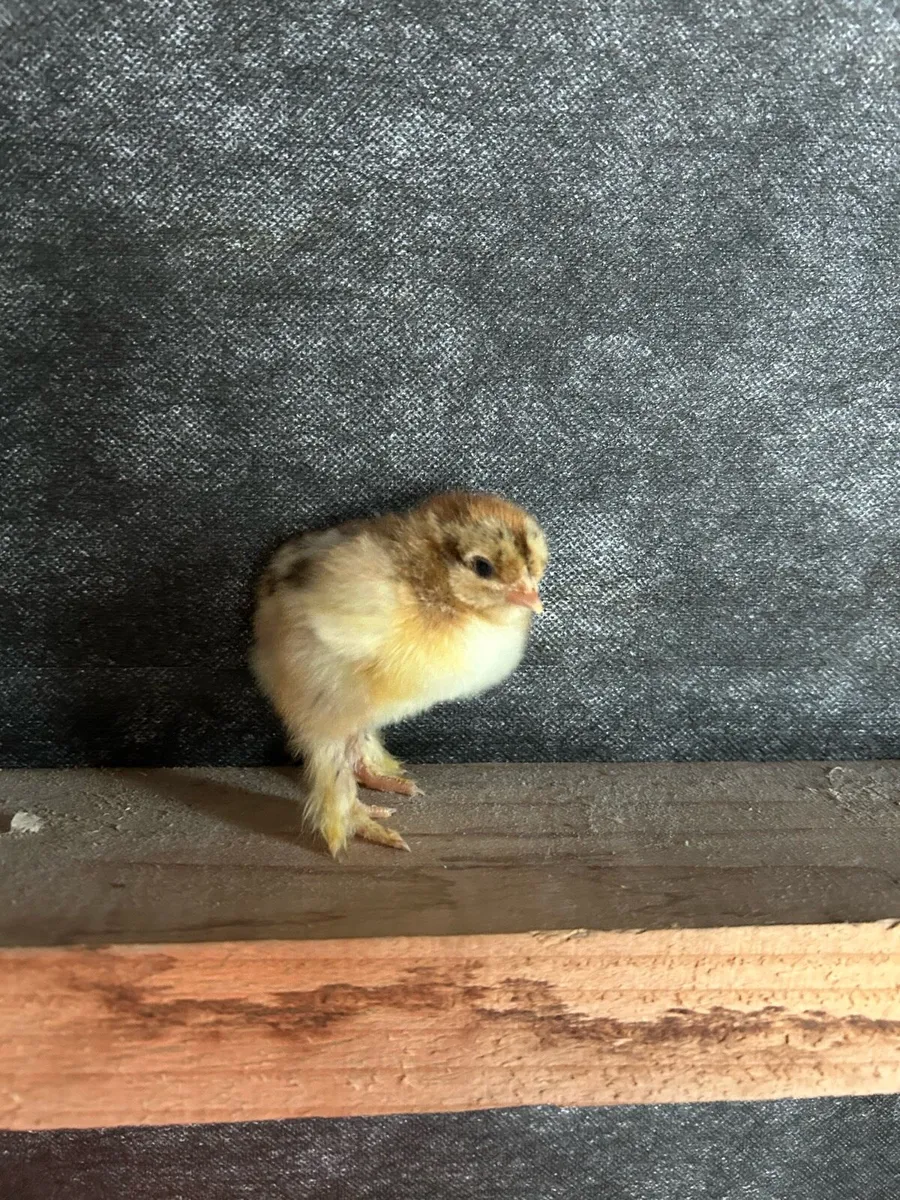 purebred day old chicks - Image 2