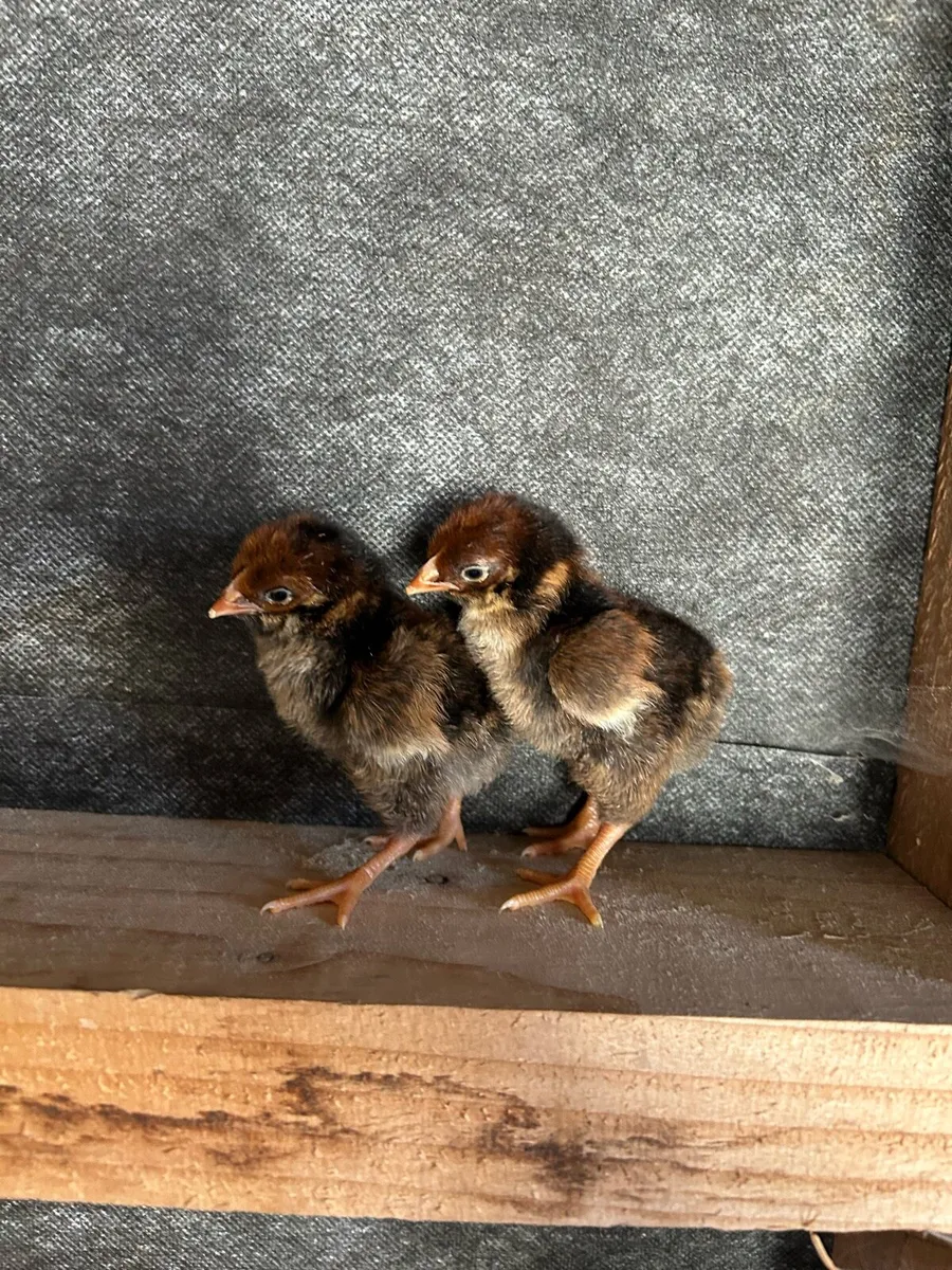 purebred day old chicks - Image 1